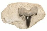 Fossil Mackerel Shark (Cretolamna) Tooth - Kansas #208263-1